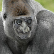 Bonkito