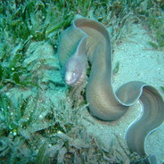 Moray