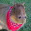 Gangsta CAPYBARA