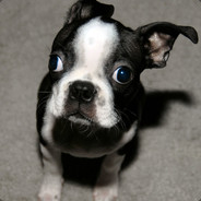 Mrbostonterrier
