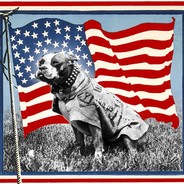 American_Doggo_ avatar