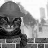BruisertheCat's Avatar