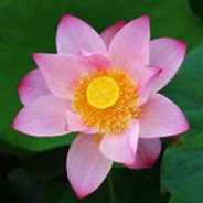 成就心中的莲花开放