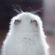 溯