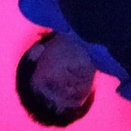 vesnallc