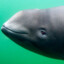 BeachedPorpoise