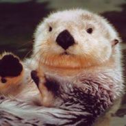 seaotters