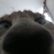 AloxSS