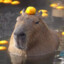 Sir Capybara II