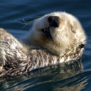 Аватар сообщества Steam