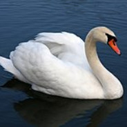 Swan avatar