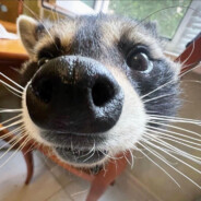 Raccoon