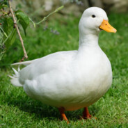 Me DucK