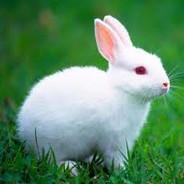 White bunny