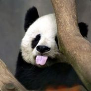 smilexpanda