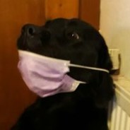 Medical Doggo
