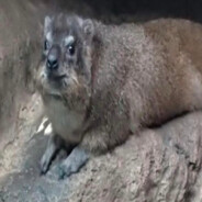 CHONKIMUS PRIME's Avatar