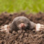 Joe the Mole