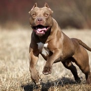 PitbulL ArenaSkilla.pl