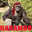 HARAMBO         /farmskins.com