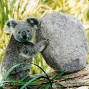 Mr. Koala GR