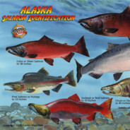 Salmon Gaming