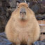 Capybara