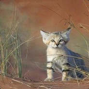 chongshuolh's Avatar