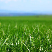 Grass