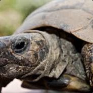 Turtlesaurus