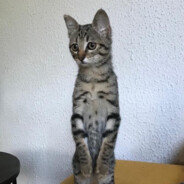 BISOU