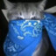 gato bandio azul