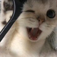 橙橙子