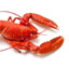 lobster guy (im a lobster)