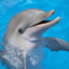 Delfin &lt;3