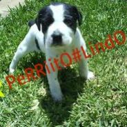 ★PeRRiTo#LindO★
