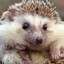 cute hedgehog