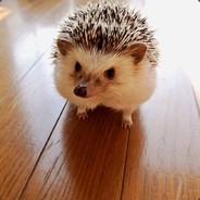 Hedgehog