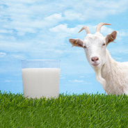 Goat Milk