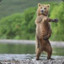 dancing bear #DB