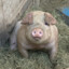 Piggie | banditcamp.com