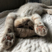 >^·^<