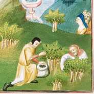 Medieval Pepper