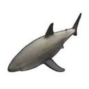 Shark's Avatar