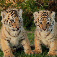 lilobub