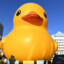 Quack_Overflow 大黄鸭