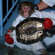 cool monkey