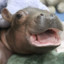 baby hippo