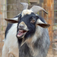 Gorb The Goat