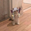 ♕Cat Tengen♕